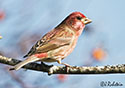 Carpodacus purpureus